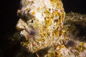 Las esculturas han regenerado los arrecifes de coral