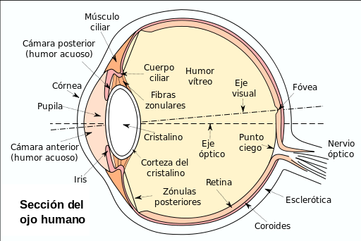La anatomía del ojo