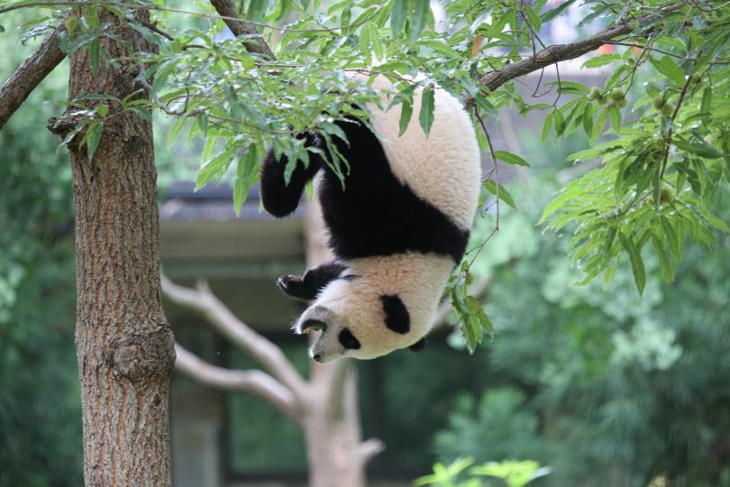 La Panda Bao Bao