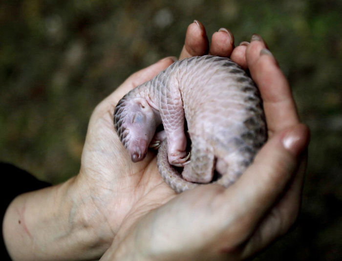 Manos cargando un bebé pangolín