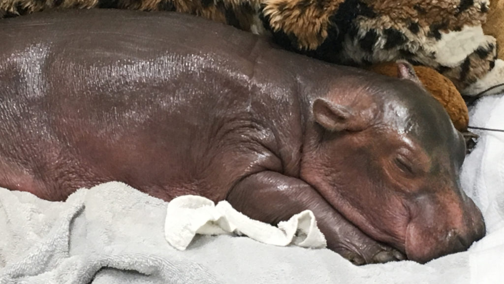 Fiona, la hipopótamo bebé del Zoológico de Cincinnati