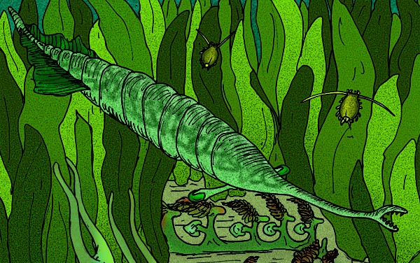 El monstruo de Tully, Tullimonstrum gregarium