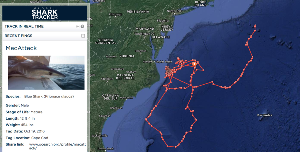Ocearch.org, MacAttack