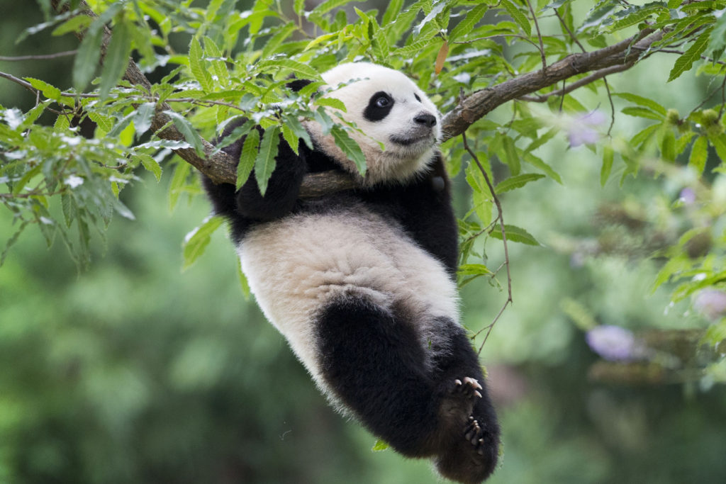 La Panda gigante Bao Bao
