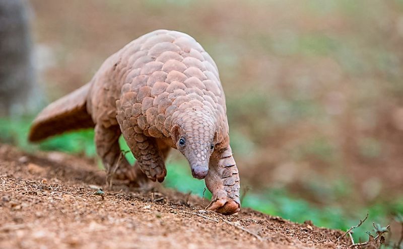 Pangolín