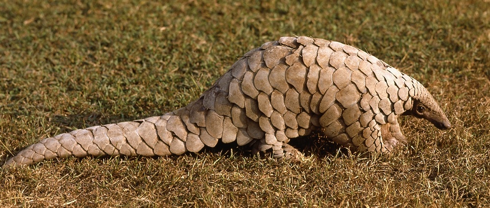 Pangolín indio