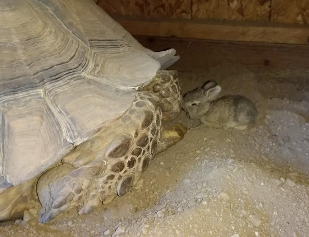 Una tortuga y un conejito se hicieron amigos en el hotel Ritz-Carlton en Dove Mountain