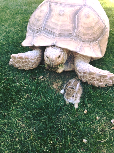 Una tortuga y un conejito se hicieron amigos en el hotel Ritz-Carlton en Dove Mountain