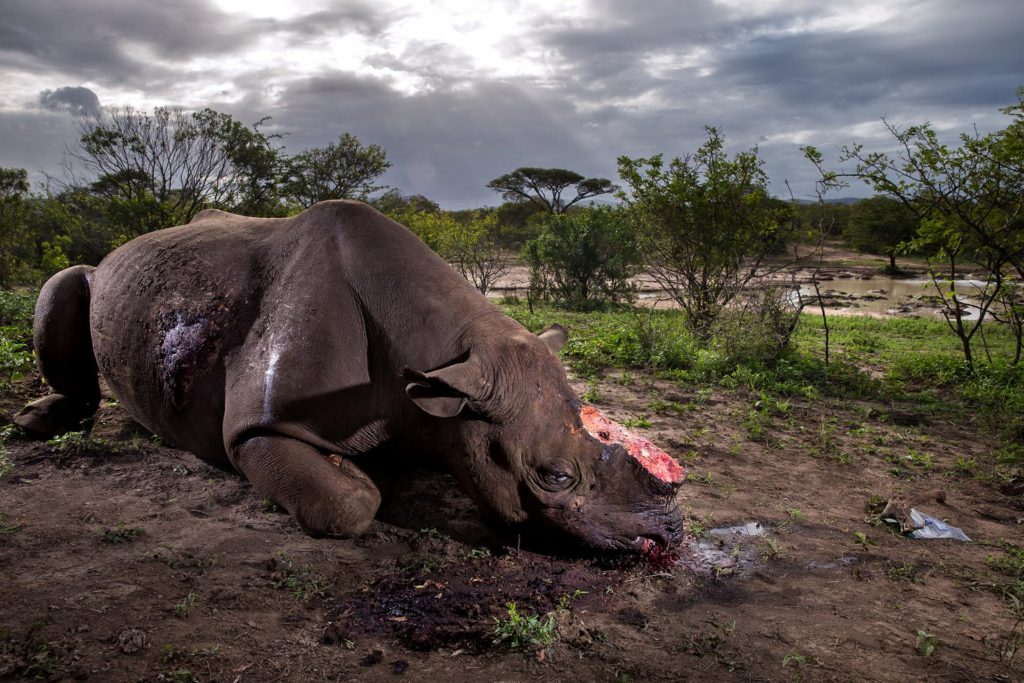 Brent Stirton