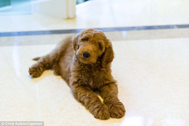 Patton, el Goldendoodle que será mascota de la familia Trump