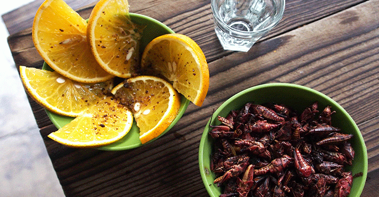 Insectos y mezcal, combinación ganadora