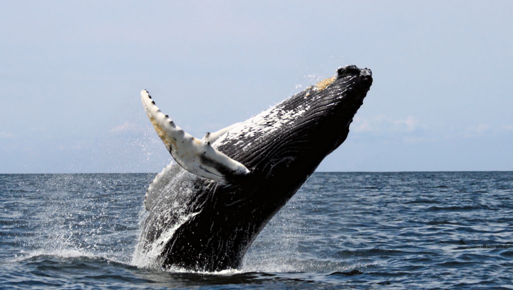 Ballena jorobada yubarta gubarte