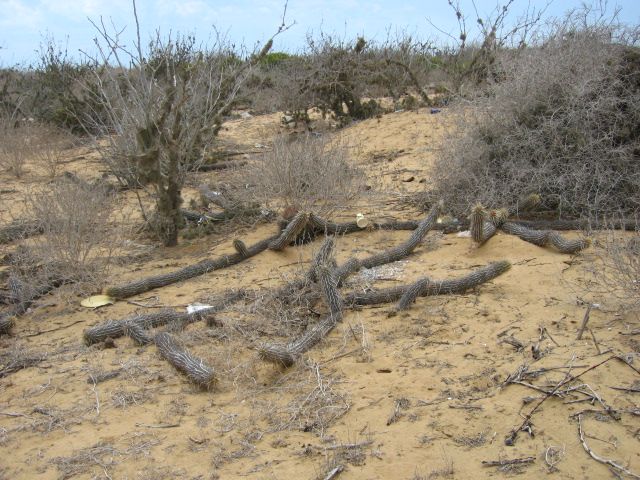 Cactus reptante en peligro de extinción