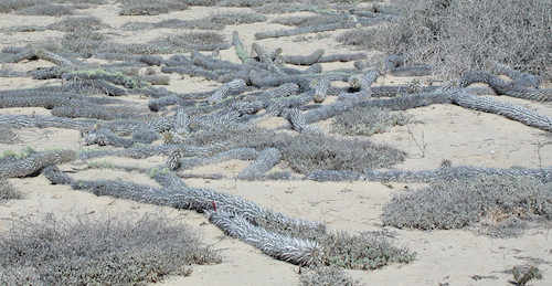 Cactus reptante en Baja California