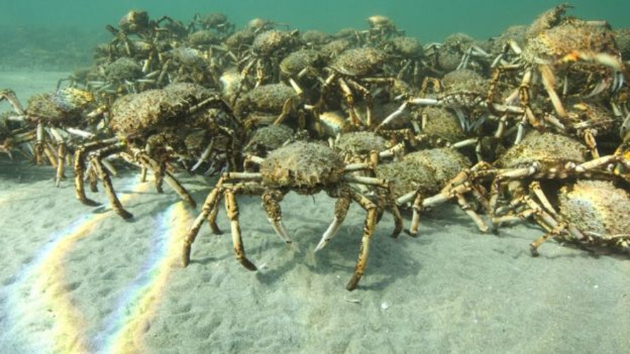 Migración cangrejos araña