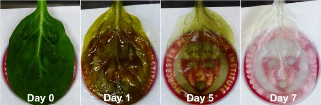Quitándole las células a una hoja de espinaca