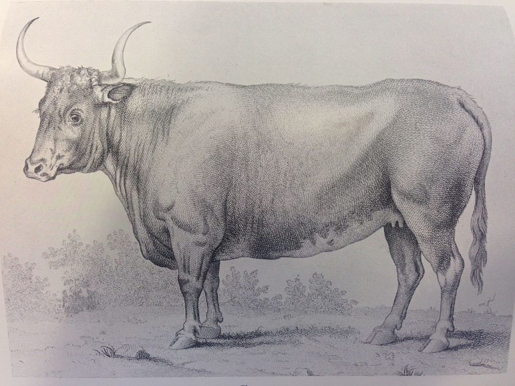 Vaca Freemartin microquimerismo