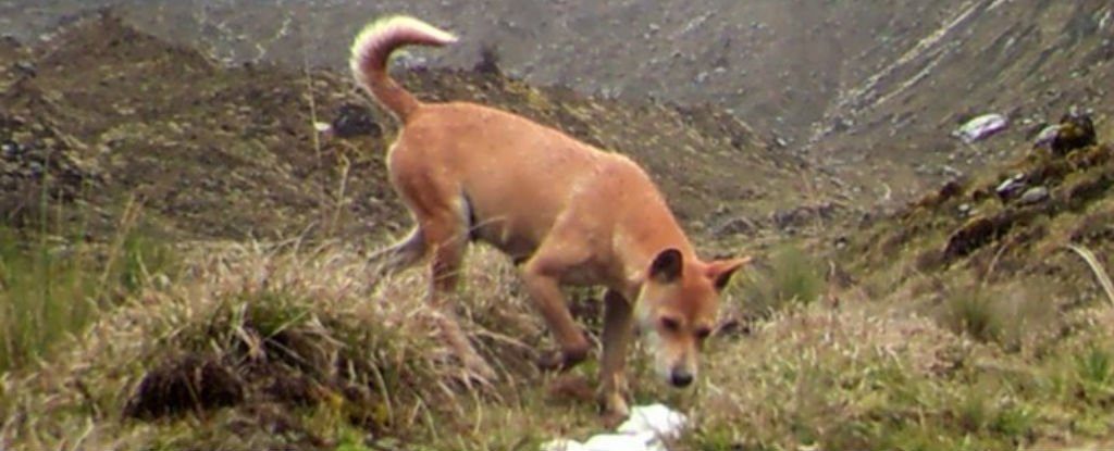 Perro cantor de Nueva Guinea salvaje