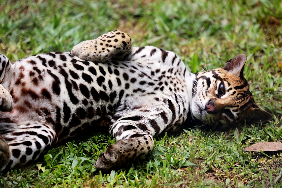 Ocelote vida silvestre