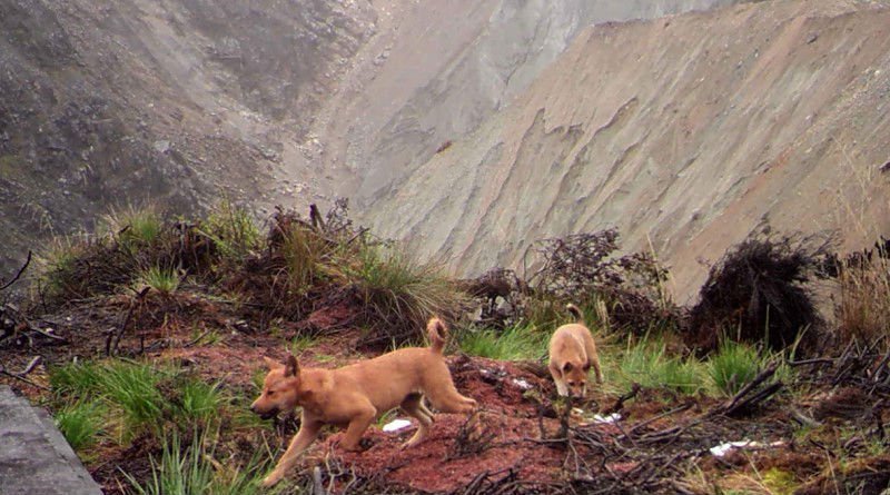 perro cantor de Nueva Guinea salvaje
