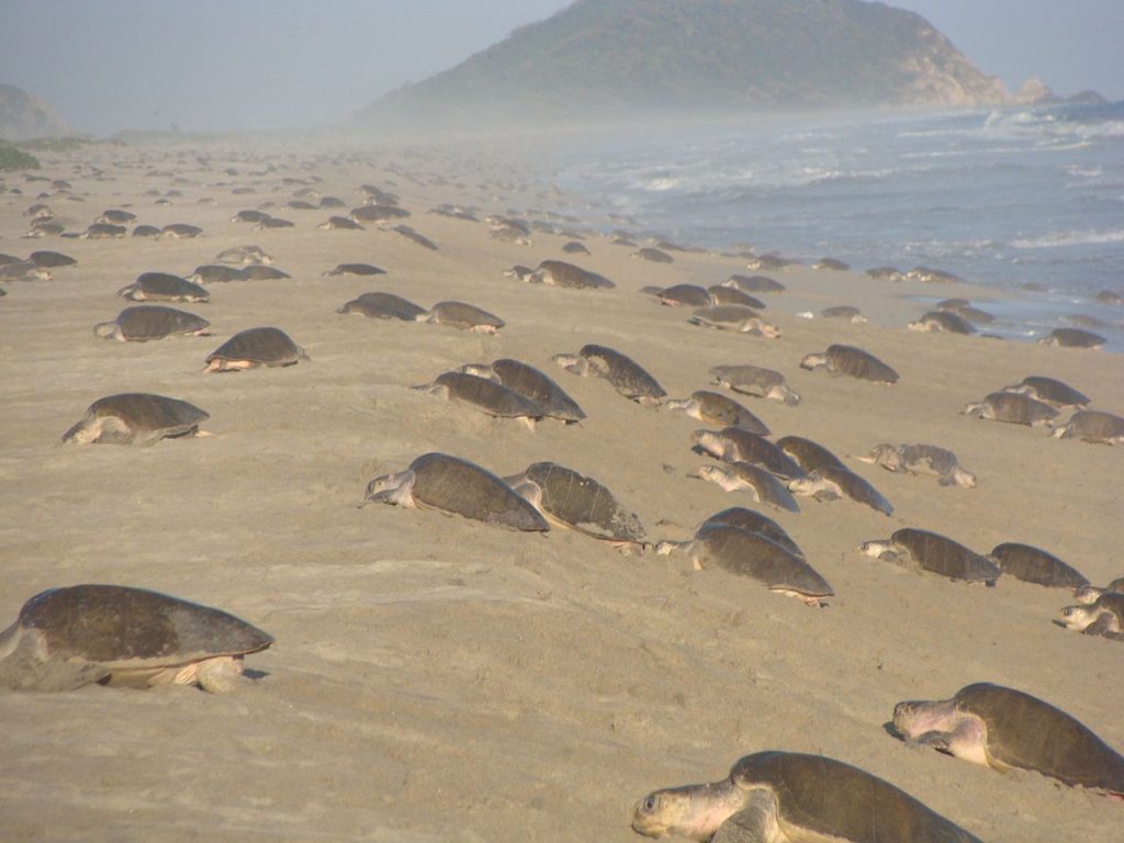 Tortuga olivácea arribada
