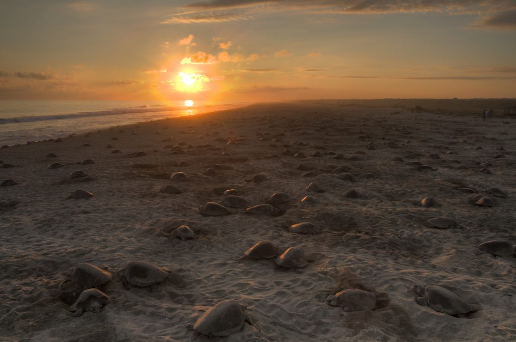 Tortuga olivácea arribada