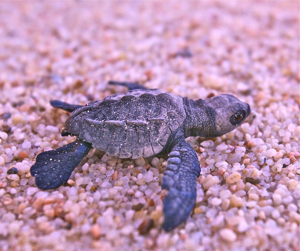Tortuga olivácea bebé