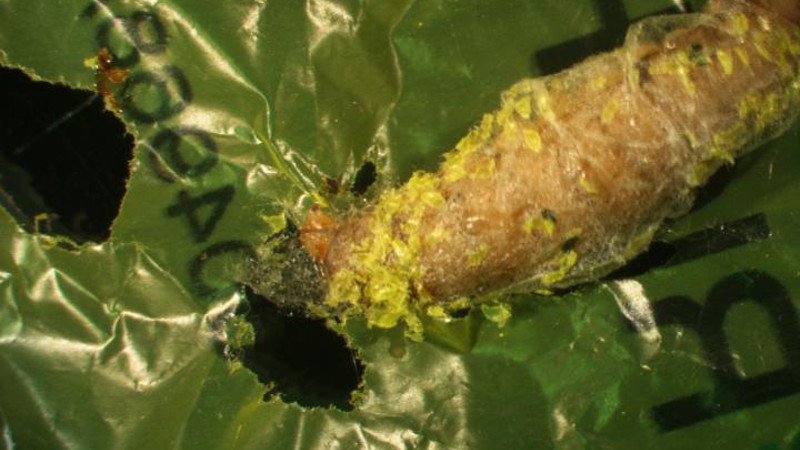 La larva de la cera además de comer cera, puede comer plástico