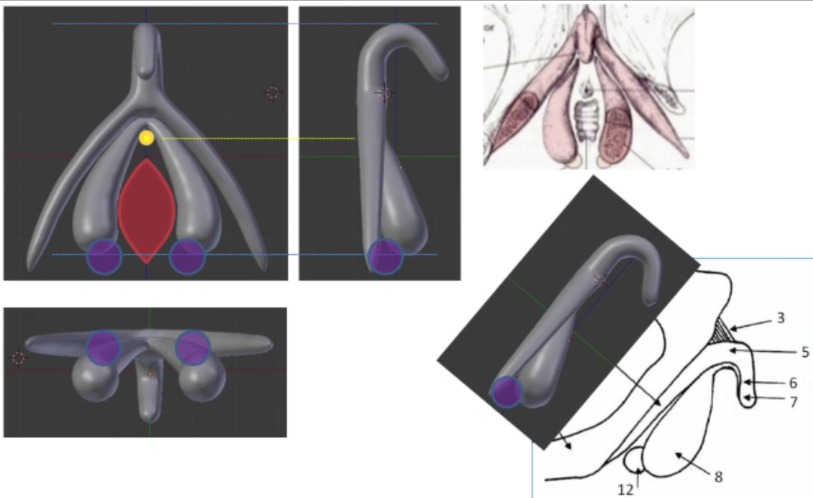 Modelo del clÃ­toris anatÃ³micamente correcto para su impresiÃ³n en 3D