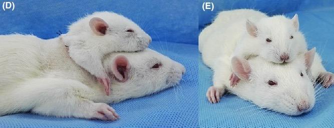 científicos transplantaron la cabeza de una rata en el cuerpo de una más grande 