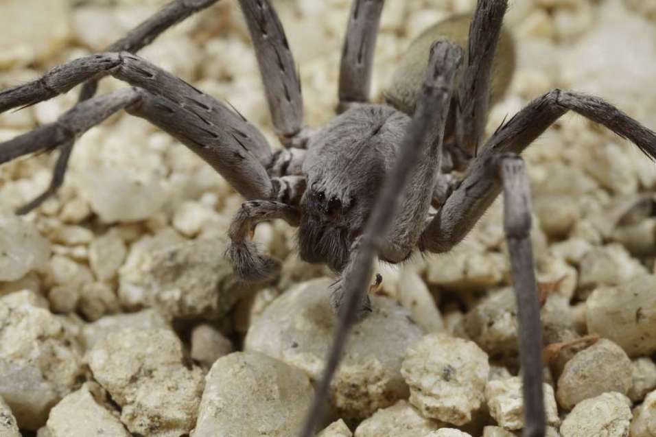 Califorctenus cacachilensis