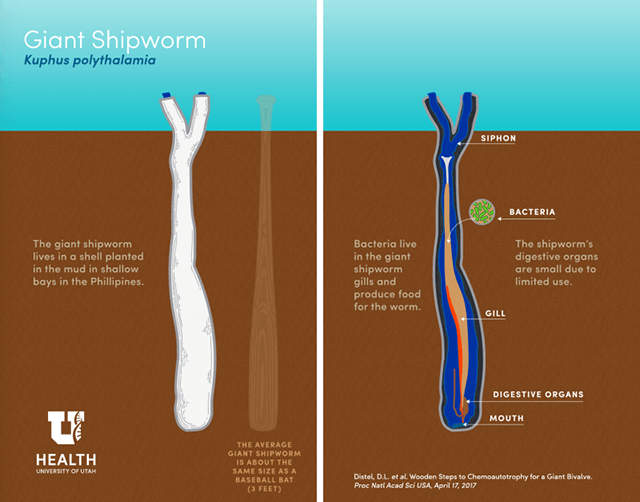 La anatomía del Kuphus polythalamia, un molusco bivalvo