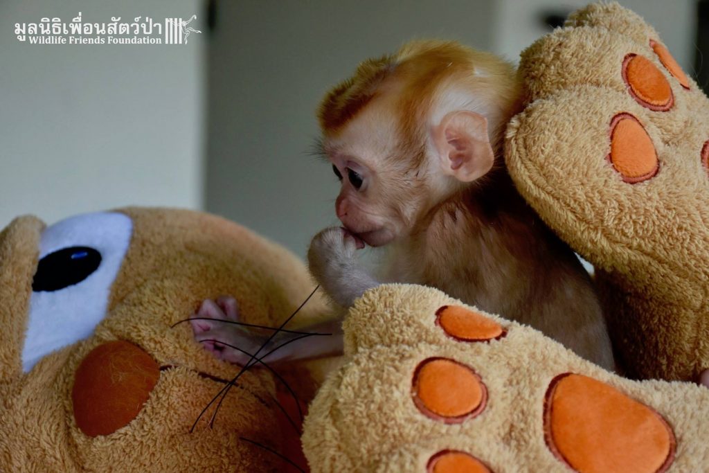 Mongkood, el macaco bebé se aferra a dos peluches tras perder a su familia