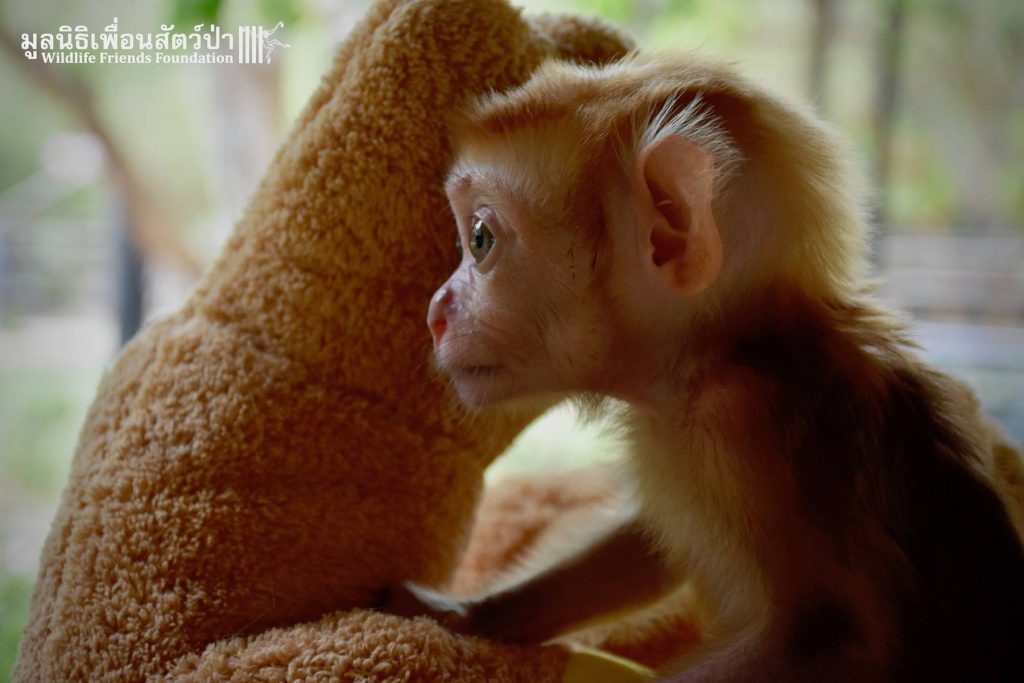 Mongkood, el macaco bebése aferra a dos peluches tras perder a su familia