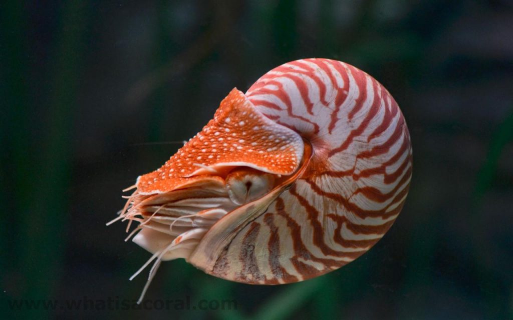 El Nautilus pompilius es un molusco de la familia de los cefalópodos