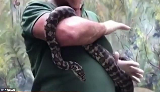 Serpiente adicta a las metanfetaminas está en rehabilitación