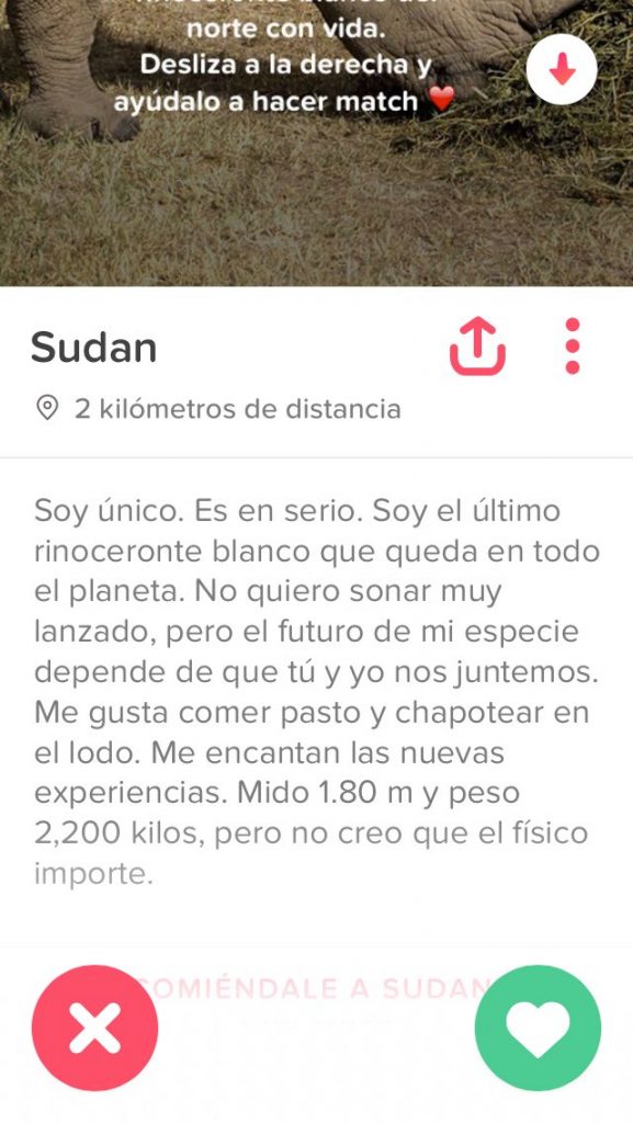 Súdan, el último rinoceronte blanco del norte macho, en Tinder