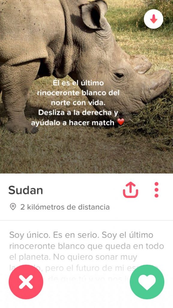 Sudán, el último rinoceronte blanco del norte macho en Tinder