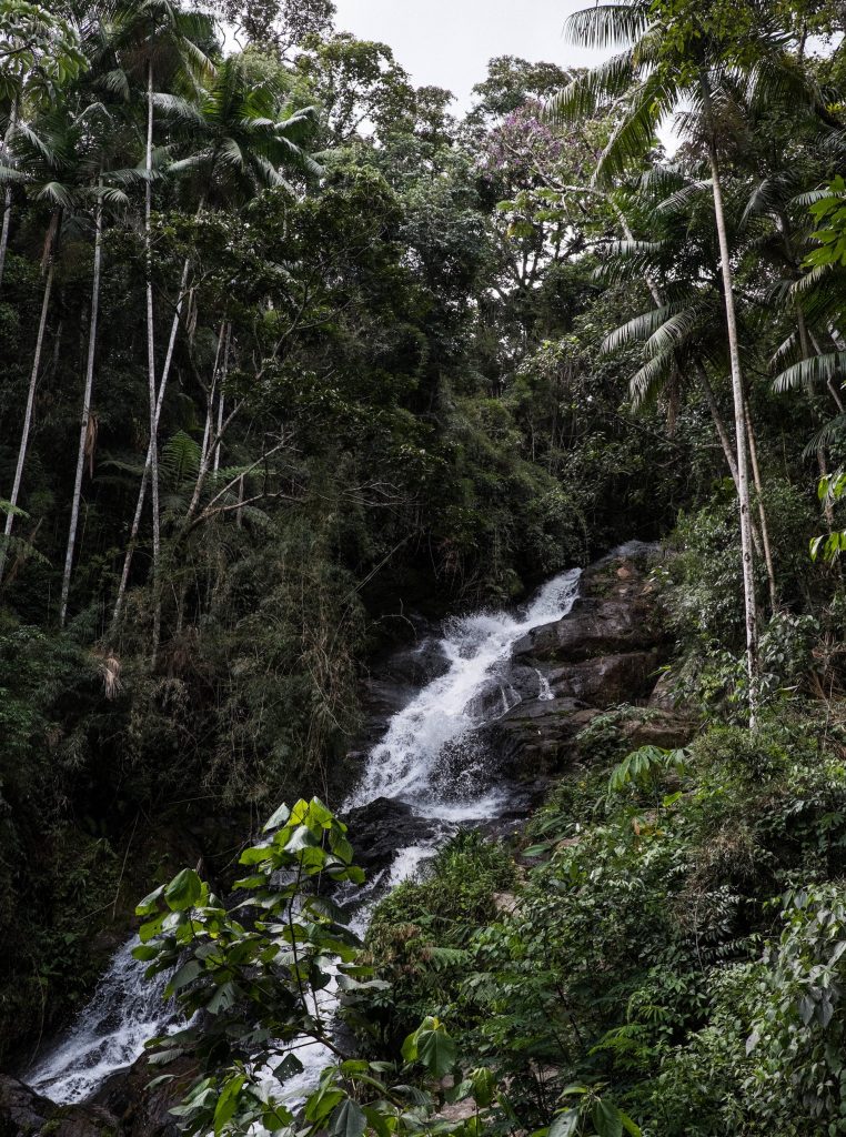 Antonio Vicente es un hombre brasileño que plantó 31 hectáreas de selva
