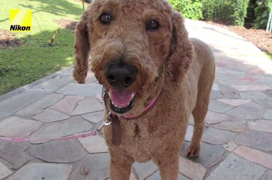 Gracias a Heartography existe el primer fotógrafo canino que toma fotos con su corazón