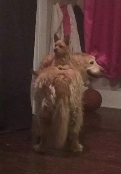 Una perrita usa de carruaje a su amigo perro y es lo más tierno que verás hoy