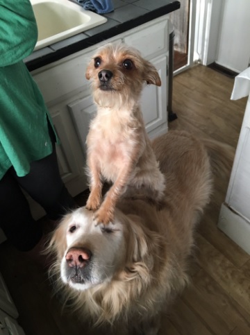 Una perrita usa de carruaje a su amigo perro y es lo más tierno que verás hoy