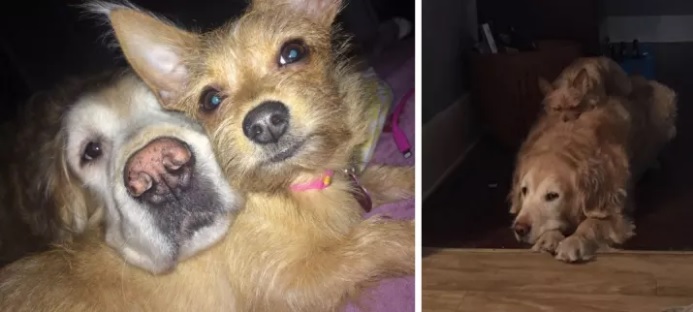 Una perrita usa de carruaje a su amigo perro y es lo más tierno que verás hoy