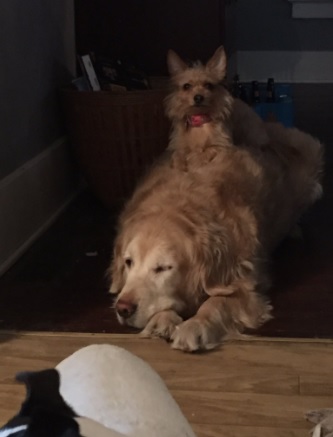 Una perrita usa de carruaje a su amigo perro y es lo más tierno que verás hoy