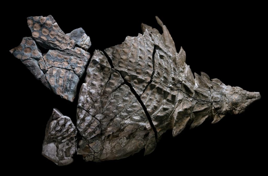 Fósil de la armadura y piel de un nodosaurus