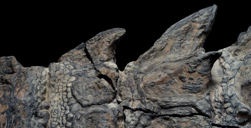 Fósil de la armadura y piel de un nodosaurus