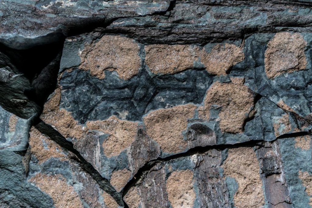 Fósil de la armadura y piel de un nodosaurus
