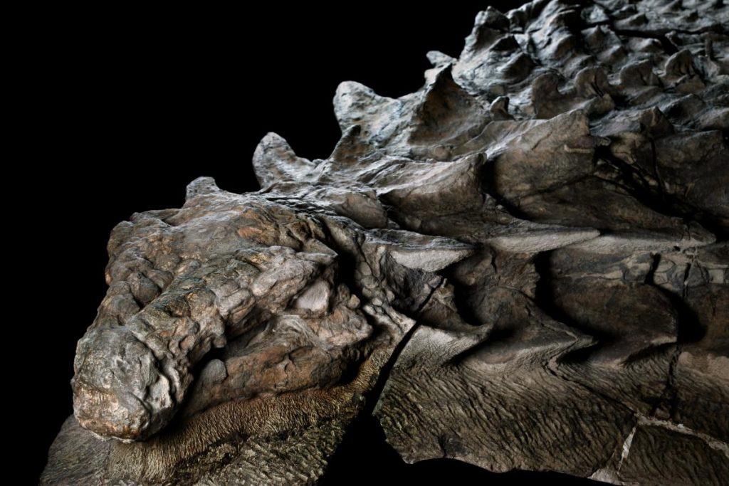 Fósil de la armadura y piel de un nodosaurus