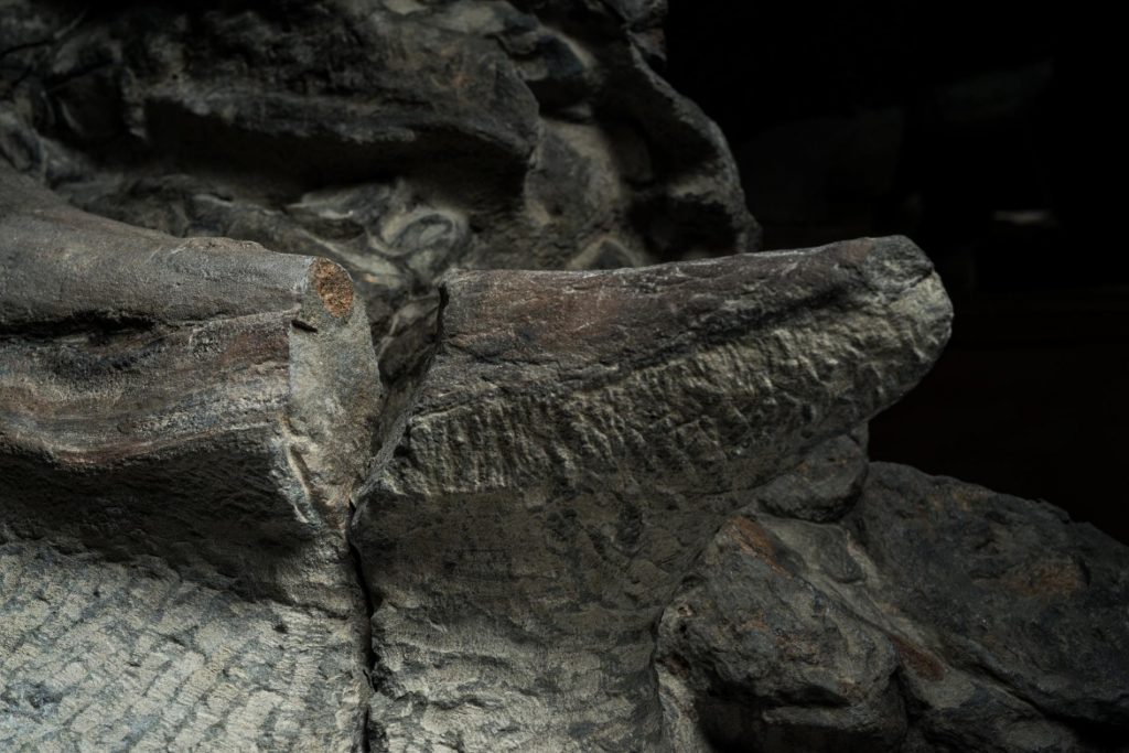 Fósil de la armadura y piel de un nodosaurus