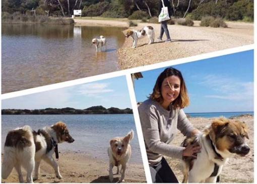 Ahora el perrito pascal se da chapuzones en la playa